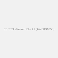 ESRRG Western Blot kit (AWBK31655)